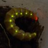 Phrixotrix hirtus